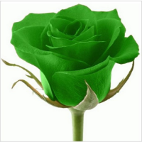 Legal Professional Green Rose Health care ltd in New York NY