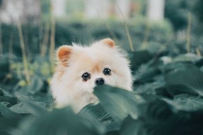 California Dog Bite Laws – Protect Your Rights to Compensation